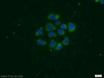 PSG1 Antibody in Immunocytochemistry (ICC/IF)