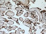 PSG1 Antibody in Immunohistochemistry (Paraffin) (IHC (P))