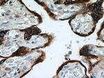 PSG1 Antibody in Immunohistochemistry (Paraffin) (IHC (P))