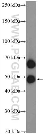 PILRA Antibody in Western Blot (WB)