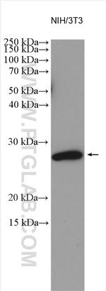 SDC4 Antibody in Western Blot (WB)