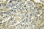 VAMP5 Antibody in Immunohistochemistry (Paraffin) (IHC (P))