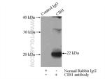 CIB1 Antibody in Immunoprecipitation (IP)