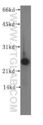 CIB1 Antibody in Western Blot (WB)