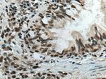 CBX5 Antibody in Immunohistochemistry (Paraffin) (IHC (P))