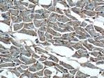 OLR1 Antibody in Immunohistochemistry (Paraffin) (IHC (P))