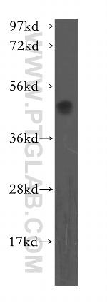 OLR1 Antibody in Western Blot (WB)