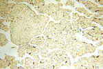 Surfactant protein D Antibody in Immunohistochemistry (Paraffin) (IHC (P))