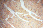 SRPX2 Antibody in Immunohistochemistry (Paraffin) (IHC (P))