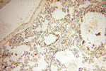 SRPX2 Antibody in Immunohistochemistry (Paraffin) (IHC (P))