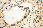 SRPX2 Antibody in Immunohistochemistry (Paraffin) (IHC (P))