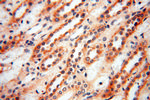 SRPX2 Antibody in Immunohistochemistry (Paraffin) (IHC (P))