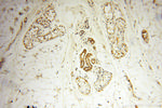 SRPX2 Antibody in Immunohistochemistry (Paraffin) (IHC (P))