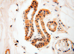 SRPX2 Antibody in Immunohistochemistry (Paraffin) (IHC (P))