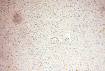 SRPX2 Antibody in Immunohistochemistry (Paraffin) (IHC (P))