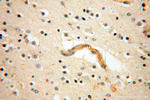 SRPX2 Antibody in Immunohistochemistry (Paraffin) (IHC (P))