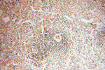 SRPX2 Antibody in Immunohistochemistry (Paraffin) (IHC (P))