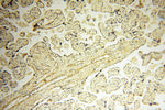 SRPX2 Antibody in Immunohistochemistry (Paraffin) (IHC (P))