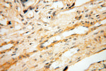 SRPX2 Antibody in Immunohistochemistry (Paraffin) (IHC (P))