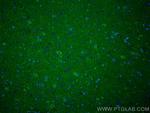 SRPX2 Antibody in Immunohistochemistry (PFA fixed) (IHC (PFA))