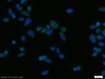 SPCS1 Antibody in Immunocytochemistry (ICC/IF)