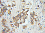 SPCS1 Antibody in Immunohistochemistry (Paraffin) (IHC (P))