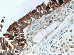 SFTPA1 Antibody in Immunohistochemistry (Paraffin) (IHC (P))