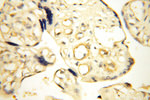 SFTPA1 Antibody in Immunohistochemistry (Paraffin) (IHC (P))