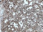 SFTPA1 Antibody in Immunohistochemistry (Paraffin) (IHC (P))