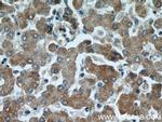 SERPINA10 Antibody in Immunohistochemistry (Paraffin) (IHC (P))