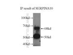 SERPINA10 Antibody in Immunoprecipitation (IP)