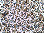 GBP2 Antibody in Immunohistochemistry (Paraffin) (IHC (P))