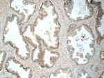 HSD17B6 Antibody in Immunohistochemistry (Paraffin) (IHC (P))