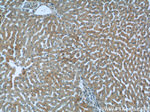 HSD17B6 Antibody in Immunohistochemistry (Paraffin) (IHC (P))