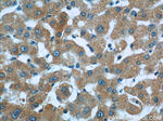 HSD17B6 Antibody in Immunohistochemistry (Paraffin) (IHC (P))