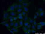 Caspase 4/p20/p10 Antibody in Immunocytochemistry (ICC/IF)