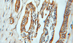 Caspase 4/p20/p10 Antibody in Immunohistochemistry (Paraffin) (IHC (P))