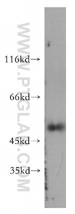 Caspase 4/p20/p10 Antibody in Western Blot (WB)