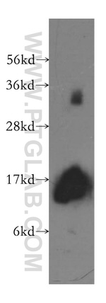 Galectin-1 Antibody in Western Blot (WB)