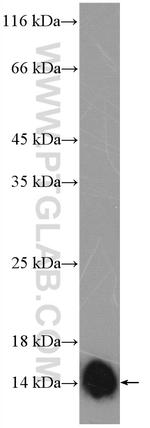 Galectin-1 Antibody in Western Blot (WB)