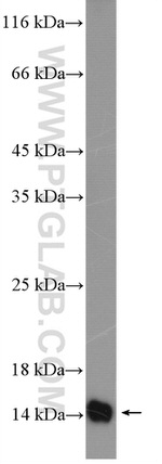 Galectin-1 Antibody in Western Blot (WB)