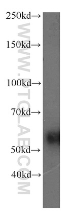 RAMP3 Antibody in Western Blot (WB)