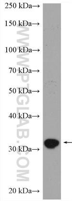 TNFSF13B Antibody in Western Blot (WB)