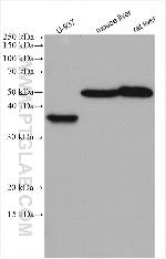 TNFSF13B Antibody in Western Blot (WB)