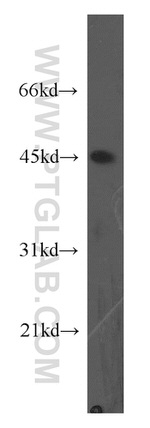 TNFSF13B Antibody in Western Blot (WB)