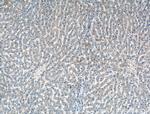 ADAMTS4 Antibody in Immunohistochemistry (Paraffin) (IHC (P))