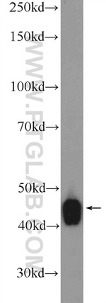 VPS37A Antibody in Western Blot (WB)