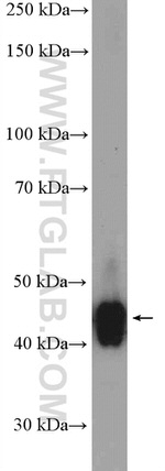 VPS37A Antibody in Western Blot (WB)