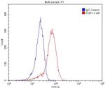 SH2D1B Antibody in Flow Cytometry (Flow)