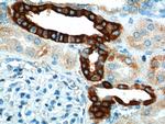 SH2D1B Antibody in Immunohistochemistry (Paraffin) (IHC (P))